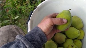 Зимний сорт груши для вашего сада. Старый и проверенный.