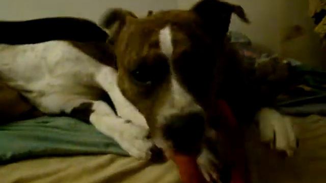 кот Спайк - не желает играть со стаффиками(((, Бони и Клайд,(стаффорд, амстафф, аст) смотреть онлайн