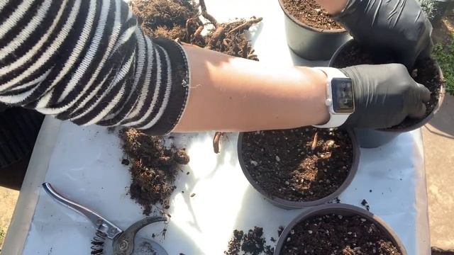 Посадка корней ежевики с проснувшимися почками сразу в стакан или горшок смотреть онлайн