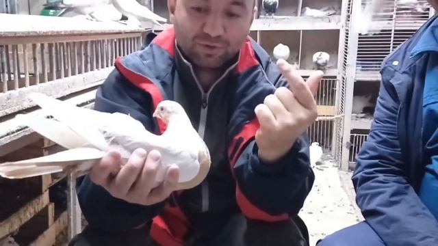 Рассказ о черноносых,битых и чини голубей ,Таджикистан город Душанбе ?? Алишер Сохибов и дед Хасан