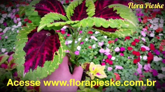 Sementes Profissionais Coleus Wizard Mix! Importadas
