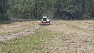 Уборка ячменя с валков. Комбайн вектор 410.