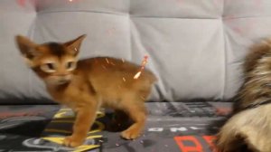 Война дикого Абеса