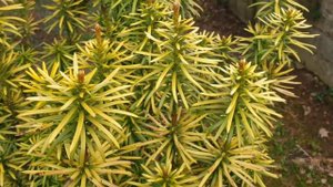 Cephalotaxus harringtonia 'Korean Gold' hlavotis peckovitý