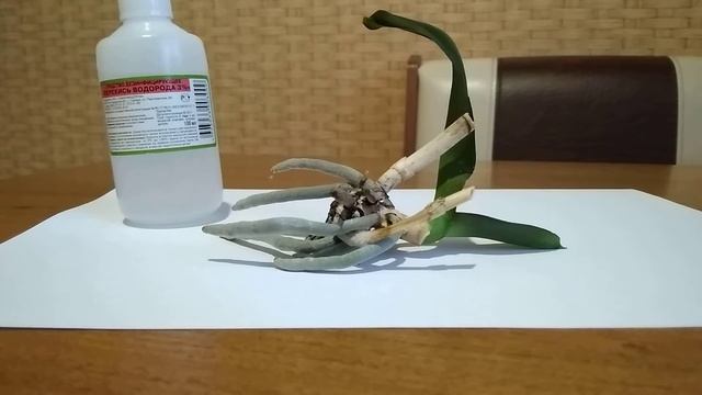 Часть.2 Плесень на цветоносе у орхидеи фаленопсис смотреть онлайн