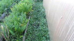 Мульчирование ветками междурядий грядок