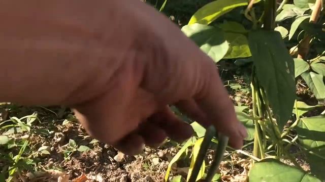 Поехали жить в Сочи первый Урожай на Даче смотреть онлайн