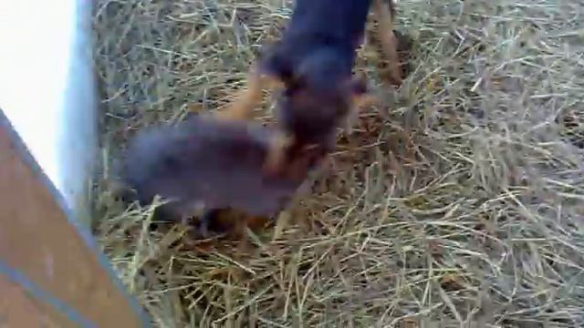 Нора и кролики смотреть онлайн