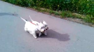 video-2011-06-22-17-51-27.3gp