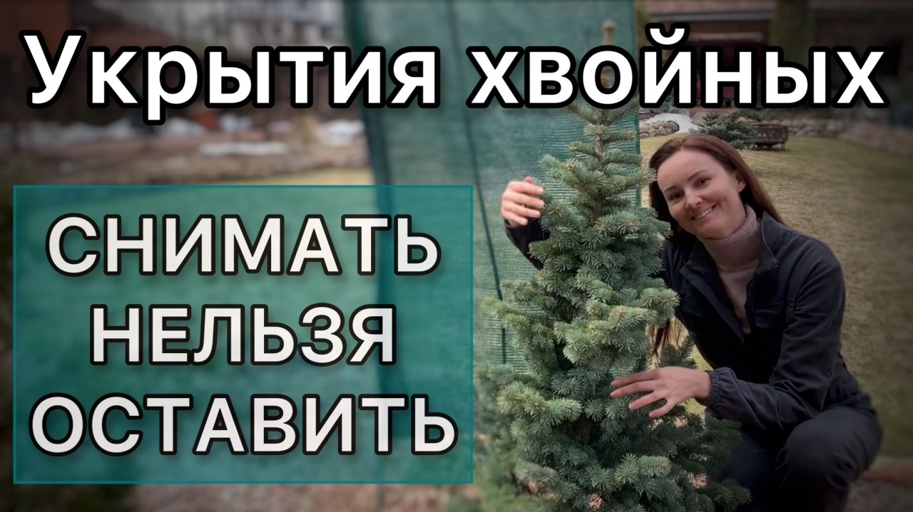 Когда снимать укрытия с хвойных? Защита от ожогов и разломов. Дневник садовода