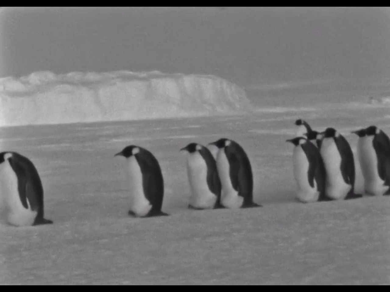 Пингвины в Антарктиде. Льдины в Антарктиде. В Антарктиде льдины землю скрыли. Интересные факты о пингвинах. Включи песню пингвины