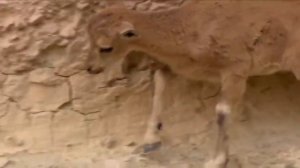 Горные козы настоящее альпинисты.