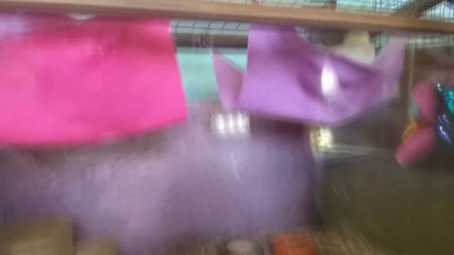 Крутые покупки: Угловой дом для крысок, тарелки для хомячка. Обзор Лизы смотреть онлайн