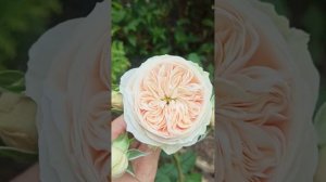 Роза Эмма Вудхаус??