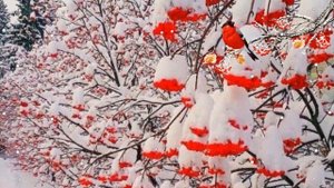 ФУТАЖ ЗИМА РЯБИНА СНЕГИРИ