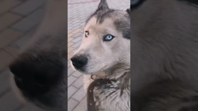 хаски или волк зевает смотреть онлайн