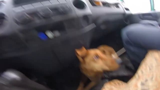 Газель NEXT. На Нексте к ветеринару. смотреть онлайн