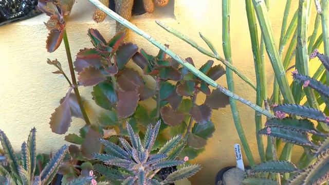 5 ERROS que você NÃO deve COMETER no #cultivo de #suculentas! | Simone Felic. смотреть онлайн