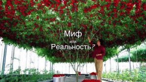 Томатное дерево - Миф или Реальность?