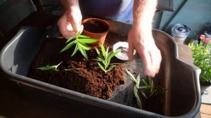 Mid Summer Penstemon cuttings softwood nodal