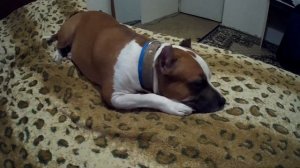 СТОИТ ЛИ ЗАВОДИТЬ СТАФФОРДА В КАЧЕСТВЕ ПЕРВОЙ СОБАКИ?!