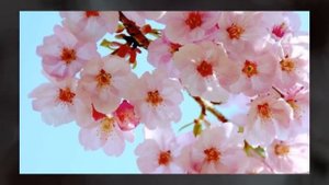 Иван Ильичёв - "Дарите женщинам цветы"