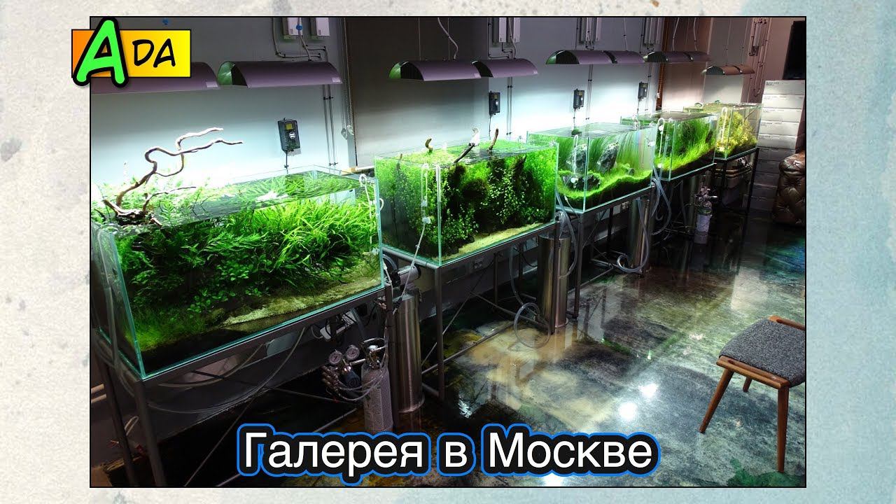 Галерея ADA в Москве ● Природный аквариум