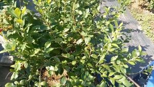 5 ВАЖНЫХ работ по голубике в сентябре!!!