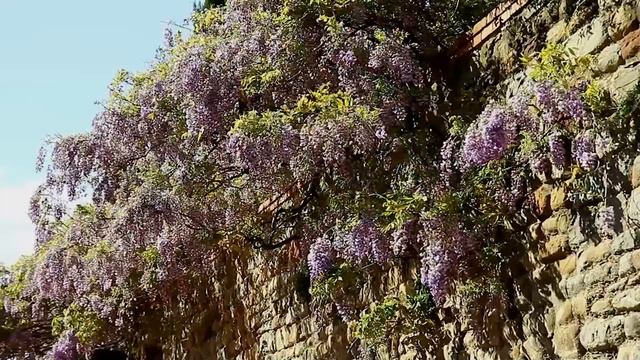 Vinci - Город, где родился Леонардо Да Винчи. смотреть онлайн