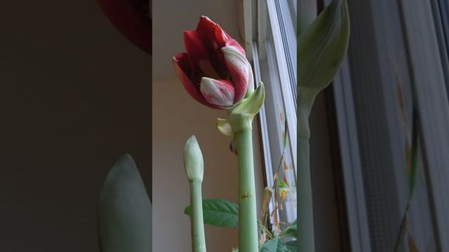 Amaryllis time lapse