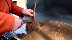 Repotting My Field Maple, The Bonsai Zone, March 2024