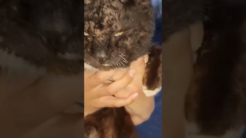Нашли необычного кота, что с ним случилось?