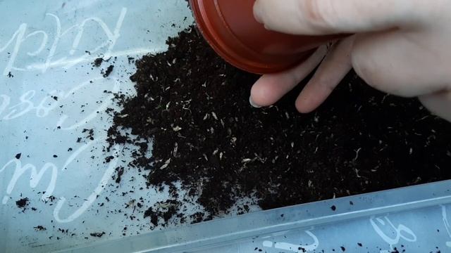 Клубневая бегония. Второй этап проращивая клубня.