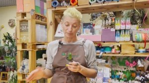 Крассула Будда - сказочное растение | Редкий суккулент