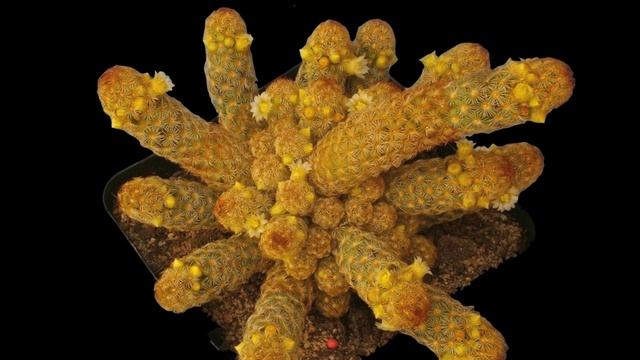 Cactus flowers - Our Mammillaria Collection.mov смотреть онлайн