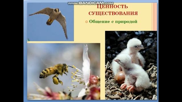 Роль биоразнообразия в жизни человека|Объединение "Planta мир" смотреть онлайн