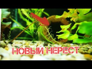 НОВЫЙ НЕРЕСТ АНЦИСТРУСОВ В ДУПЛЕ