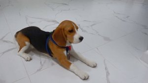 Все ЗАБЫЛИ про ЩЕНКА ДЕНЬ РОЖДЕНИЯ. БРОС ШОУ ПЕТ