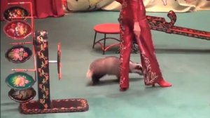 барсук в театре/ дрессура барсука #дрессура#барсук