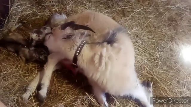 НЕ ЗРЯ ВЗЯЛА ВЫХОДНОЙ...ОЧЕРЕДНОЕ ПОПОЛНЕНИЕ В ХОЗЯЙСТВЕ😊 смотреть онлайн