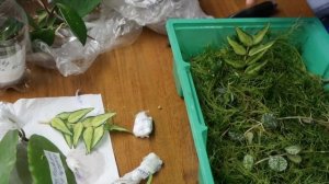 Укоренение ХОЙИ во МХЕ сфагнуме