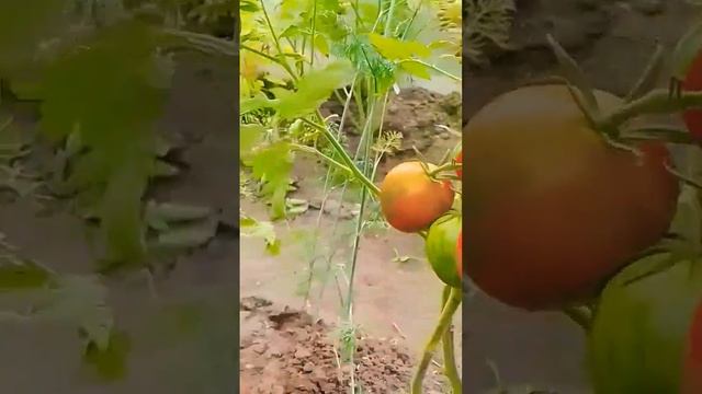ТОМАТ АРБУЗИК спеет!!!  Урожайный, вкусный, очень красивый сорт. Сорта томатов.