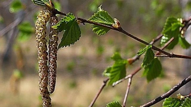 ВИДЕО- клип на песню "ВОЛГОГРАДСКАЯ БЕРЁЗКА" поёт Елизавета Пуглий смотреть онлайн