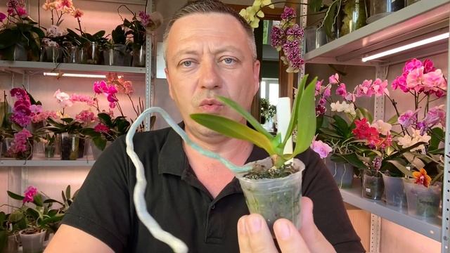 ОРХИДЕЮ от ГНИЛИ СПАСАЕТ КОРИЦА настоящая корица для орхидей от гниения если нет спецсредств