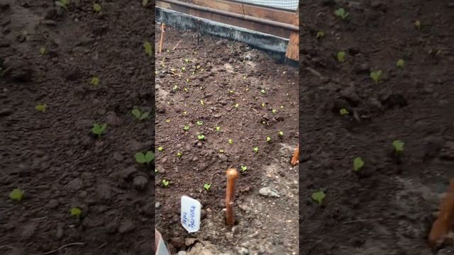 Первая высадка зелени. Китайская капуста. смотреть онлайн