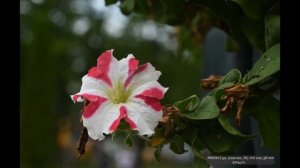 Voigtlander Nokton 58mm F1.4 SL II S Nikon