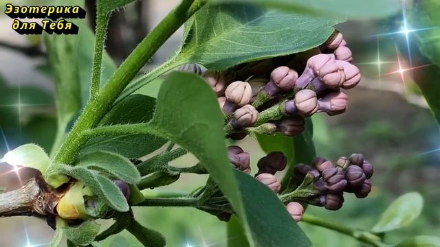 28 апреля народный праздник Пудов день, Святой Пуд. Что нельзя делать. Народные приметы традиции смотреть онлайн