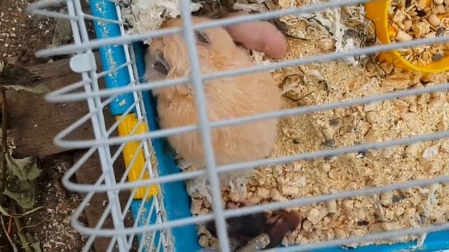 Самка хомяка носит детенышей в гнездо смотреть онлайн