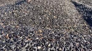 Современный зерноочистительный комплекс ООО "АПК"