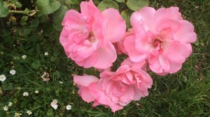 Rosier, Rosa polyantha  'Centenaire de Lourdes®' Florifère et parfumé